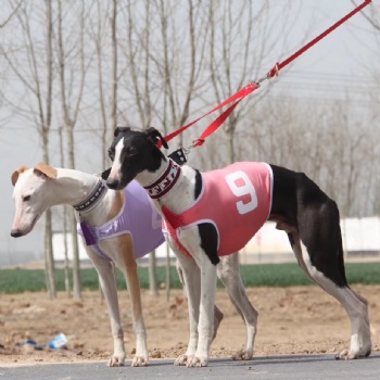 Summer Dog Vest Racing Jackets Coat Whippet Greyhound Suit Jersey Breathable Sports Dog Clothes